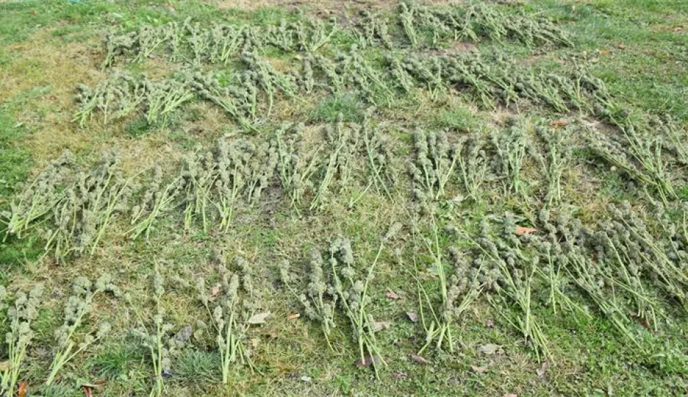 BJELOVAR, 26. listopada 2025. (Hina) - Policija je u petak uhitila 60-godišnjaka iz okolice Čazme, nakon što su policajci tijekom redovnog obilaska dobili informaciju da se na parceli uz obiteljsku kuću uzgaja marihuana, što su obilaskom neograđene parcele i potvrdili.