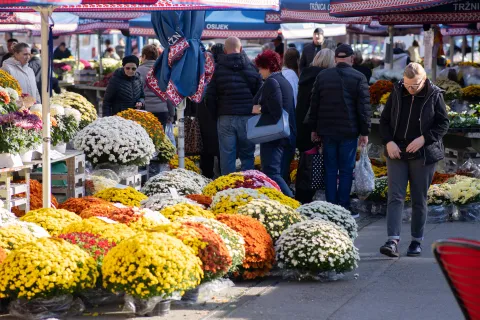 Osijek, 29. 10. 2025., Tržnica Osijek, ponuda cvijeća uoči Svih svetihkrizanteme; tržnica; ponuda; cvijeće; Svi sveti; kupci; kupovina