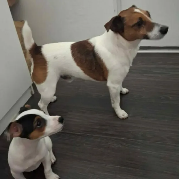 U domu ga je dočekalo iznenađenje - jo&scaron; jedan pas