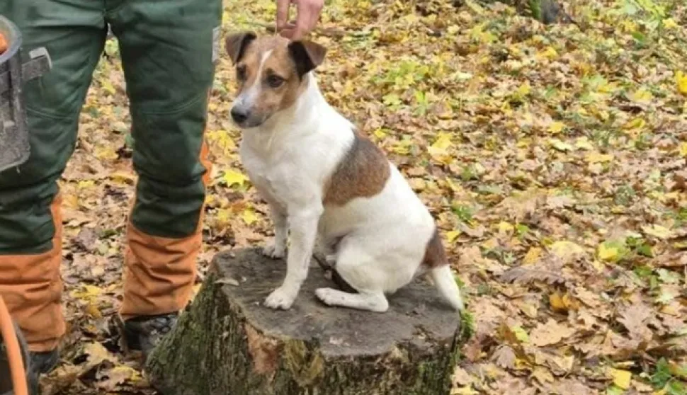 Maksa je prona&scaron;ao &scaron;umar kod Na&scaron;ica