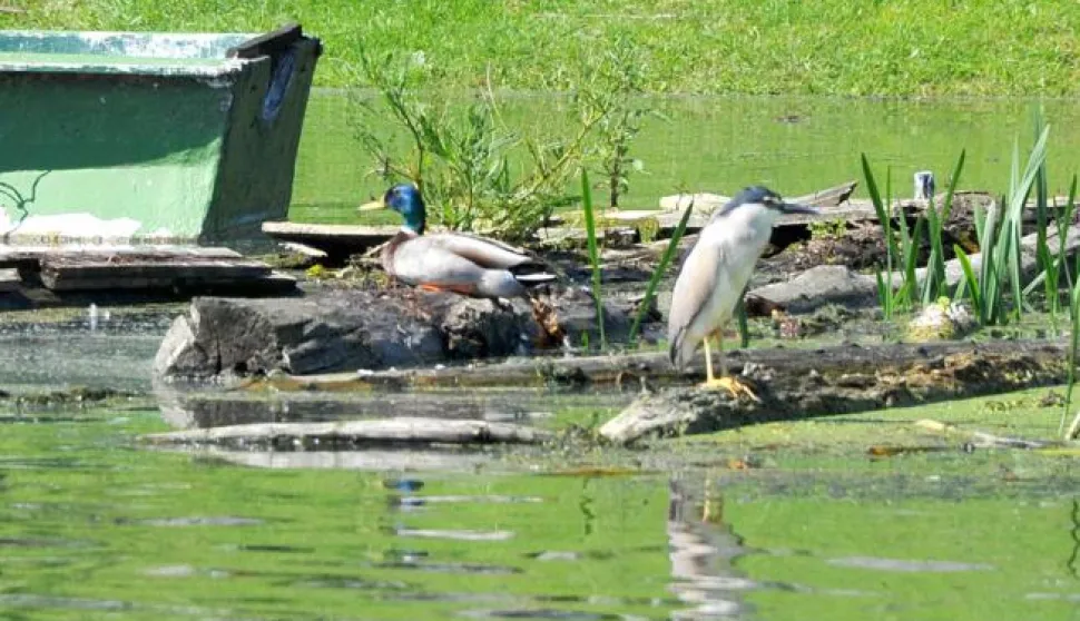 slavonija...nijemci...30.05.2015.suradnja ogranka hnd-a vukovarsko - srijemske zupanije i opcine nijemci rezultirala izletom rijekom bosut od nijemaca do lipovca; cilj je bio upoznati novinare sa turistickom ponudom i proci dio brodske turisticke rute na bosutu; brod sv. katarina zaustavio je na lokaciji sopotac, kod promatracnice za ptice, a cijelim putem moglo se vidjeti vodomare, sive caplje i divlje patkefoto gordan panic