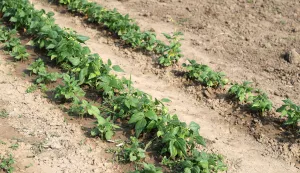 Osijek, 06. 08. 2025., Jug 2, Osječki urbani vrtovi, urbani vrtovi, Udruga Osvrt, poljoprivreda, povrće, voće, uzgajanje SNIMIO BRUNO JOBST