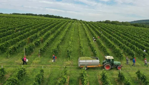 Zaklada Adris sustavno promiče stvaralaštvo i kreativnost dodjelom donacija važnim projektima iz područja likovnih umjetnosti za, primjerice, organiziranje izložbi ili kupnju kapitalnih djela za stalne postave nacionalnih galerija. Zahvaljujući Zakladi uređeni su muzejski postavi u raznim dijelovima Hrvatske, tiskane vrijedne knjige i monografije te je snimljeno nekoliko nagrađivanih filmova. Važna je i potpora mladim glazbenicima, ali i već svjetski afirmiranim umjetnicima. Uz brojne važne projekte koje je pomogla diljem Hrvatske, Zaklada je financirala i veći broj projekata s područja Slavonije.Donacijom Zaklade Adris omogućeno je, primjerice, pokretanje internetskog tematskog portala HAZU-a "Znameniti i zaslužni Hrvati", snimanje nagrađivanih filmova redatelja Branka Ištvančića "Sve je bio dobar san" i "Pouka o čovječnosti". Uz podršku Zaklade snimljen je i film "Lijepa večer, lijep dan" scenaristice i redateljice Ivone Juka, prošlogodišnji hrvatski kandidat za Oscara. Uvedeni su novi interaktivni sadržaji u muzejski kabinet Nikole Tesle Tehničkog muzeja Nikola Tesla u Zagrebu. Povijesni i pomorski muzej u Puli postavio je izložbu "Gajba i Tić", o ljubavi i spolnosti od antike do danas, a Nacionalna i sveučilišna knjižnica izložbu "Hrvatska glagoljica", koja prikazuje povijesni razvoj, kulturološki utjecaj i suvremenu primjenu glagoljice. Znatna sredstva u svakom ciklusu Zaklada izdvaja i za projekte zaštite i promocije hrvatskoga jezika, od financiranja časopisa "Jezik", najstarijeg hrvatskog jezikoslovnog časopisa i donacije za neuralno mapiranje hrvatskoga jezika do ovogodišnje donacije Hrvatskom katoličkom sveučilištu u Zagrebu za istraživanja i proučavanja hrvatskih mjesnih govora i prinosima hrvatskoj dijalektologiji.Uz poticanje stvaralaštva Zaklada osvješćuje i potrebu zaštite i promocije hrvatske kulturne i povijesne baštine. Primjerice, obavljena su laboratorijska ispitivanja fresaka u crkvi sv. Marije na Škriljinah u Bermu te drugom donacijom sveobuhvatno istraživanje bogate tradicije zidnog slikarstva u Istri. Zaklada je omogućila izdavanje monografija "Arhitektonika Jurja Dalmatinca", "Idealni grad" i "Imperator Diocletianus Dalmata – najveći antički graditelj". Društvo za promicanje hrvatske kulture i znanosti CROATICA izdalo je drugu knjigu u sklopu projekta "Herojski Vukovar: povijest grada i život Vukovaraca tijekom 30 godina (1991. – 2021.)". Prošlogodišnja donacija omogućila je i prijevod tekstova na engleski jezik na portalu Enciklopedija Domovinskog rata, Hrvatskog memorijalno-dokumentacijskog centra Domovinskog rata. Zaklada Adris redovito pomaže i izdavačku djelatnost Udruge "Hrvatski velikani" iz Vinkovaca, male izdavačke kuće koja je izdala više kola s djelima posvećenim najznačajnijim hrvatskim velikanima. Ovogodišnja donacija omogućit će izdavanje novih sedam hrvatskih povijesnih romana. Doprinos zaštiti i promociji bogate baštine jest i donacija Udruzi žena "Zlatne niti" također iz Vinkovaca za realizaciju projekta "Motivi restauracije narodnog veza pomoću 3D tehnologije". Uz pomoć Zaklade očuvani su od propadanja brojni kulturno-povijesni objekti, a među njima kortina Povijesnog i pomorskog muzeja Istre, Pavlinski samostan Sv. Petar u Šumi, pustinja Blaca na Braču, stari grad Kožljak u općini Kršan kao i starogradska jezgra grada Buja. Donacijom Zaklade Adris uređen je prilaz crkvici sv. Nikole kao i šetnica uz bedeme u povijesnoj jezgri Nina. Donacijom Zaklade Akademija za umjetnost i kulturu Sveučilišta J. J. Strossmayera u Osijeku – Centar za kulturnu baštinu istražila je, dokumentirala i valorizirala povijesne vinske podrume na području Slavonije, Baranje i Srijema. Nastali su u razdoblju od 13. do 19. stoljeća, često kao neizostavan dio feudalnih aristokratskih ili crkvenih posjeda te su iznimno vrijedna kulturna i gospodarska baština. Obuhvaćeno je petnaestak vinskih podruma koji su prema graditeljskim i arhitektonskim obilježjima specifični i u europskom okruženju.PRIJEDLOG DODATNE NOVE FOTKE: vinski podrumi SlavonijeFoto: Donacijom Zaklade uređena je šetnica uz bedeme u povijesnoj jezgri Nina Foto: Zaklada je financirala i projekt laboratorijskog istraživanja i zaštite beramskih freski 