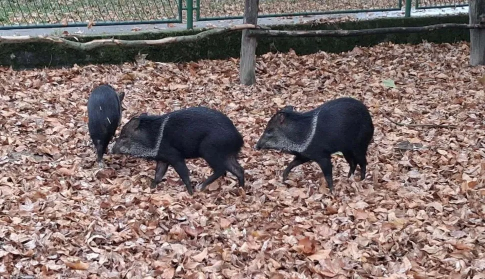 Ogrličasti pekariji novi su stanovnici osječkog ZOO vrta