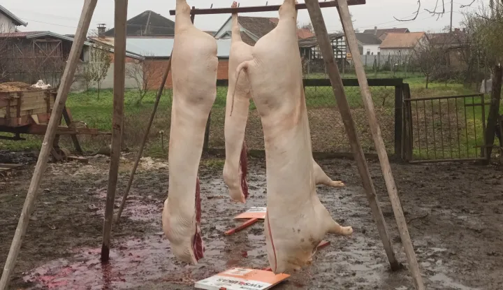 Zbog straha od ASK-a na području Đakovštine već počele svinjokolje, tjednima prije 29. 11.