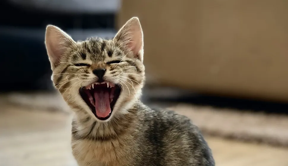 ljuta mačka