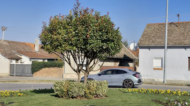 BELI MANASTIRPočelo je veliko ozelenjivanje belomanastirskih gradskih ulica.Planirano je, naime, posaditi 600-tinjak mladih sadnica javora, graba, lipe…, čime će ulice dobiti novi izgled i postati još ugodnije za šetnju odnosno život. Riječ je o sadnicama čije je financiranje regulirano još prije potpisanim ugovorima s Fondom za zaštitu okoliša i energetsku učinkovitost. Sadnice su nabavljane u dva navrata, u oba slučaja posredovanjem Fonda.studeni 2025.