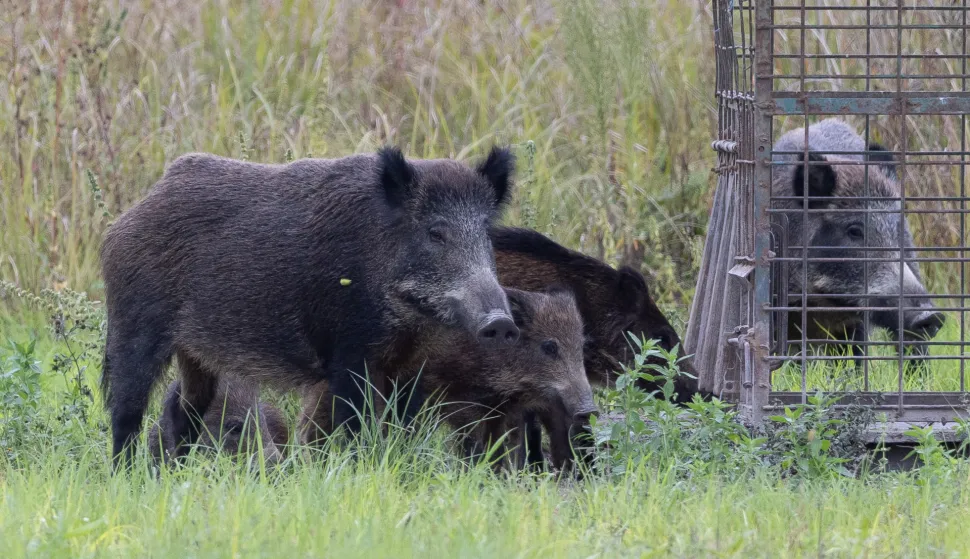 Baranja, 02.10.2025. - Ministarstvo poljoprivrede, šumarstva i ribarstva u četvrtak je izvijestilo kako je radi suzbijanja afričke svinjske kuge (ASK), povećana naknada za odstrel divljih svinja na 100 eura po grlu. Na fotografiji divlje svinje. foto HINA/ tm