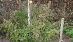 Plantaža marihuane otkrivena kod Đakova