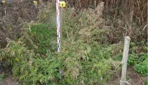 Plantaža marihuane otkrivena kod Đakova