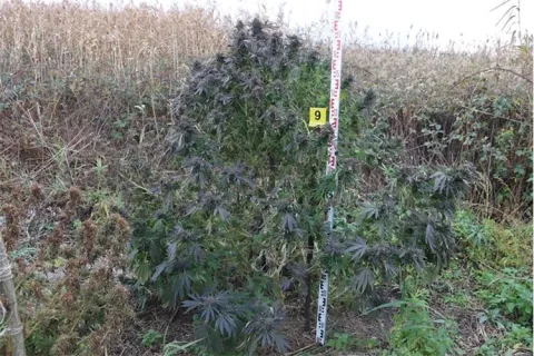 Plantaža marihuane otkrivena kod Đakova