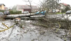 11.11.2013., Zagreb - Jako olujno nevrijeme koje je nocas zahvatilo Hrvatsku pocinilo je velike stete u Zagrebu. U Culineckoj je vjetar na cestu srusio veliko stablo kestena. Promet je znatno otezan. Photo: Patrik Macek/PIXSELL------3 STUPCA COLORNOVOSTI