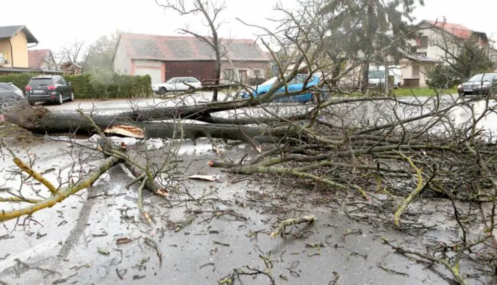 11.11.2013., Zagreb - Jako olujno nevrijeme koje je nocas zahvatilo Hrvatsku pocinilo je velike stete u Zagrebu. U Culineckoj je vjetar na cestu srusio veliko stablo kestena. Promet je znatno otezan. Photo: Patrik Macek/PIXSELL------3 STUPCA COLORNOVOSTI