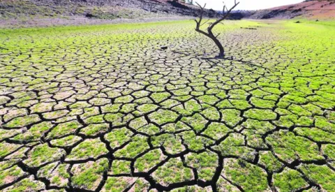epa06212770 A dead tree is seen in the middle of Vigia Dam in Redondo, Southern Portugal, 17 September 2017 (issued 18 September 2017). The water level in Vigia Dam in Alentejo region dropped to 11 percent as over 80 percent of Portugal faces 'severe ' and 'extreme' drought conditions, the worst in more than 20 years, according to official reports. EPA/NUNO VEIGA