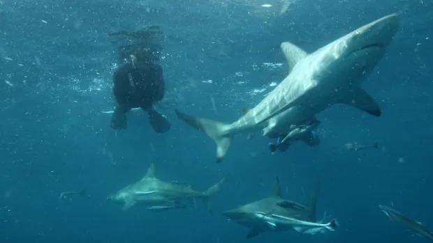 Nova dokumentarna serija "Ben Fogle: Opstanak vrsta" od 1. prosinca na HTV2 