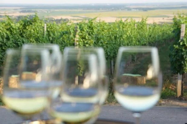 ?baranjsko vinogorje ilistracija vina vino------2 st color ekonomija