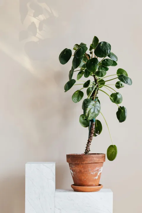 Pilea peperomioides