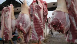 Svinjokolje u Baranji gotovo svakodnevica, veterinari su na terenu po cijele dane