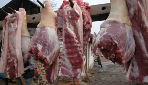 Svinjokolje u Baranji gotovo svakodnevica, veterinari su na terenu po cijele dane