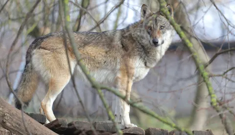 Osijek, 08. 01. 2025., ZOO vrt, zima, zimska šetnja, južina u ZOO vrtu, vukSNIMIO BRUNO JOBST
