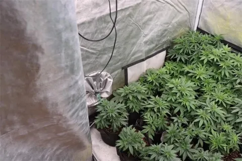 Marihuana pronađena u Slavonskom Brodu