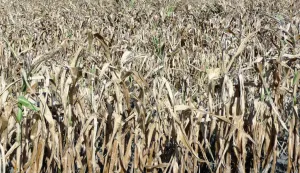 MAGAZIN SUSA SLAVONIJA I BARANJAHINA