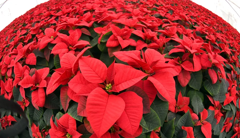 22.11.2025., Kapela Podravska - Uoci bozicnih blagdana na cvjetnim plastenickim plantazama obitelji Madjaric imaju pune ruke posla. Naime, OPG Madjaric iz Kapele Podravske, jedan je od najvecih uzgajivaca cvijeca u Hrvatskoj. Njihovi plastenici ovih dana izgledaju impresivno jer u pripremi za isporuku je preko 20.000 tegli bozicnih zvijezda koje ce biti neizostavni bozicni ukras na blagdanskim stolovima. Mateja Madjaric jedna od vlasnica OPG-a kaze da dio zvijezda odlazi i u inozemstvo. Photo: Damir Spehar/PIXSELL