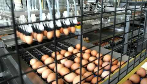 VUKA, 05. 05. 2010, NOVA FARMA JAJA U VUKI, ITO D.O.O....snimio GOJKO MITIĆ