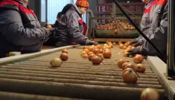 Pakiranje luka u Lipovcufoto: Marija Lešić Omerović