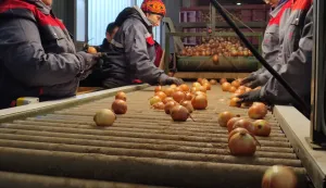 Pakiranje luka u Lipovcufoto: Marija Lešić Omerović