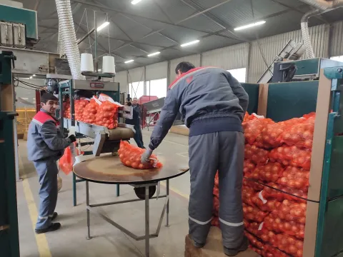 Pakiranje luka u Lipovcufoto: Marija Lešić Omerović