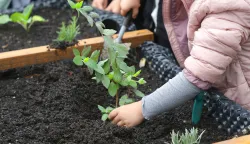 Osijek, 06. 05. 2025., OŠ Retfala, školski vrt, otvorenje, priredba, povišene sadnice, učenici, sadnice, sadnja; ilustracijaSNIMIO BRUNO JOBST