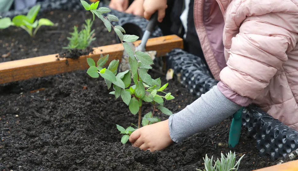 Osijek, 06. 05. 2025., OŠ Retfala, školski vrt, otvorenje, priredba, povišene sadnice, učenici, sadnice, sadnja; ilustracijaSNIMIO BRUNO JOBST