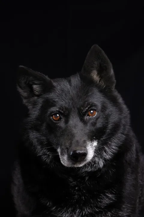 Fotke kerovaca u kalendaru Azila 2025.Foto: Udruga Pobjede