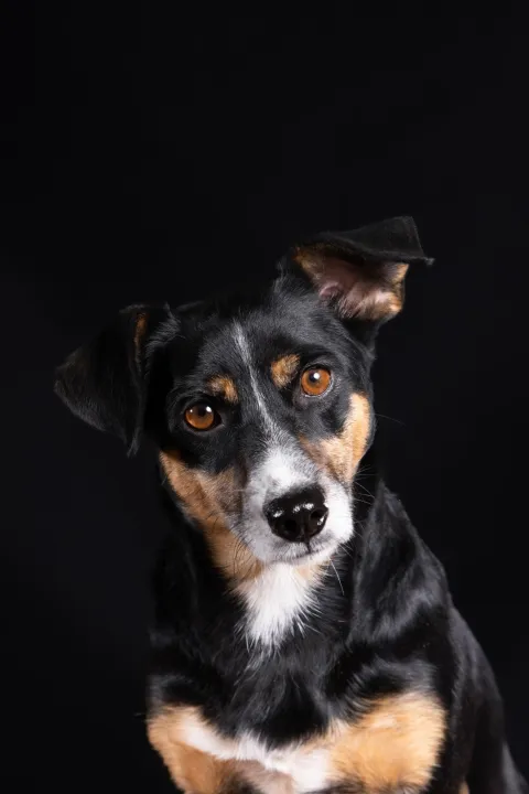 Fotke kerovaca u kalendaru Azila 2025.Foto: Udruga Pobjede