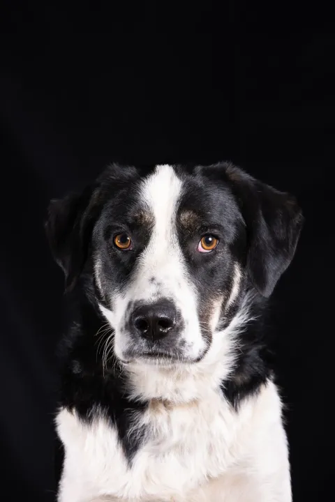 Fotke kerovaca u kalendaru Azila 2025.Foto: Udruga Pobjede