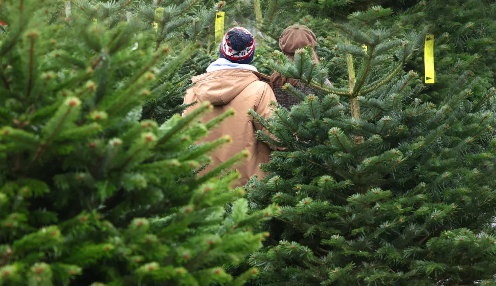 Počela prodaja božićnih drvaca: Smreke od 10 do 50 eura, a nordijane od 30 do čak 100