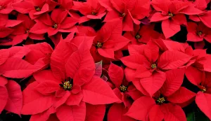 28.11.2019., Bjelovar - OPG Ravenscak najveci je hrvatski proizvodjac bozicnih zvijezda.rPhoto:Damir Spehar/PIXSELL