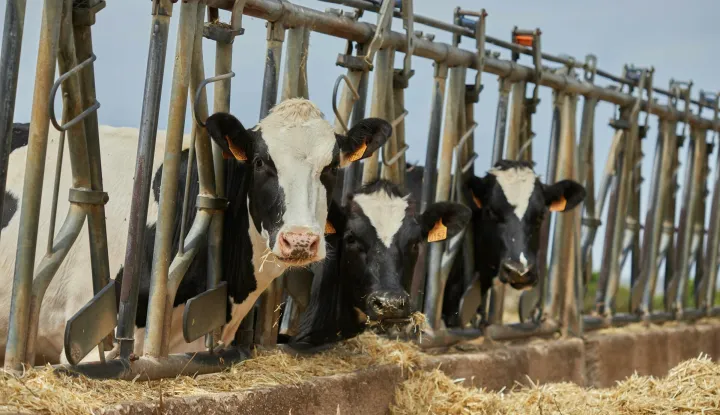 krava krave goveda govedo