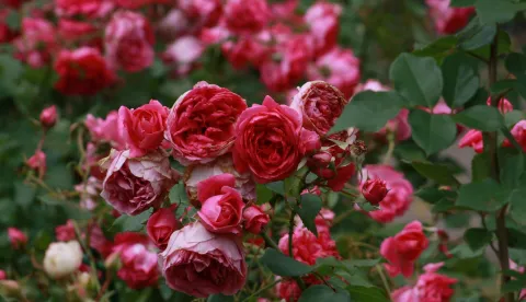 Kako njegovati i za&scaron;tititi ruže za zimskih mjeseci