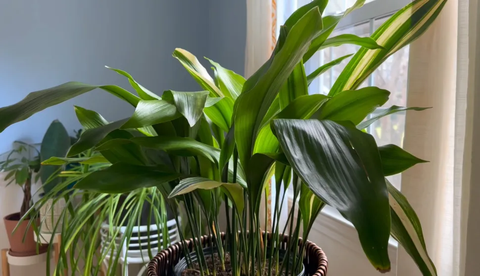 ukrasni kukuruz, aspidistra