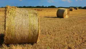30.06.2015. Slavonski Brod - Nakon zetve prikuplja se slama, pa su polja u Slavoniji prepuna velikih valjkastih rolo-bala.Photo: Ivica Galovic/ PIXSELL