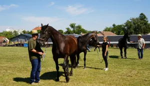 VINKOVCIPASMINA KONJA NONIUS- Govorimo o pasmini koja je na ovom prostoru egzistirala prije lipicanske pasmine i bila je najznačajnija za gospodarstvo ponajprije Slavonije te susjedne Vojvodine i Mađarske. Bila je to pasmina koja je nosila cijelu poljoprivrednu proizvodnju na ovom prostoru, a s vremenom je nekako i&scaron;čezla jer nije bila toliko atraktivna kao lipicanac, koji je preuzeo njezinu ulogu. A onda dolaskom mehanizacije općenito nestaje velik broj konja i pasmina &ndash; kaže autor Mato Čačić. SRPANJ 2025.