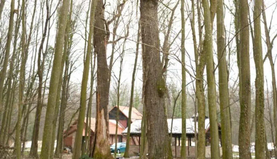 Spačva - Bonjaci: 12.02.2013Hrast, uma, Spačva, Hrastovi stari 350 godinaSnimio: Josip eri