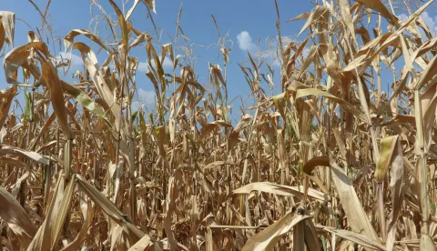 Osijek, 29. 08. 2024, Čepin, zbog dugotrajen su&scaron;e navi&scaron;e su stradali poljoprivredni usijevi, najvi&scaron;e kukuruz i suncokret.snimio GOJKO MITIĆ