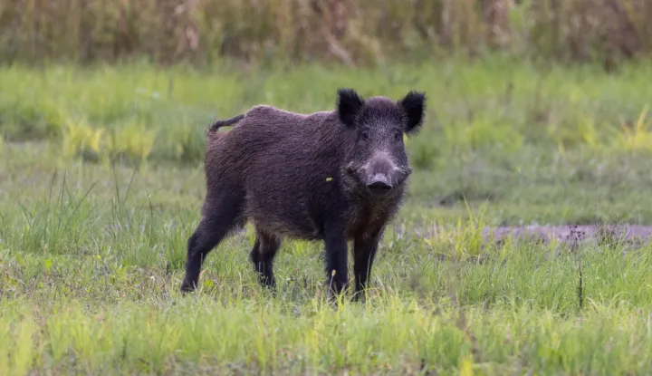 Baranja, 02.10.2025. - Ministarstvo poljoprivrede, &scaron;umarstva i ribarstva u četvrtak je izvijestilo kako je radi suzbijanja afričke svinjske kuge (ASK), povećana naknada za odstrel divljih svinja na 100 eura po grlu. Na fotografiji divlje svinje. foto HINA/ tm