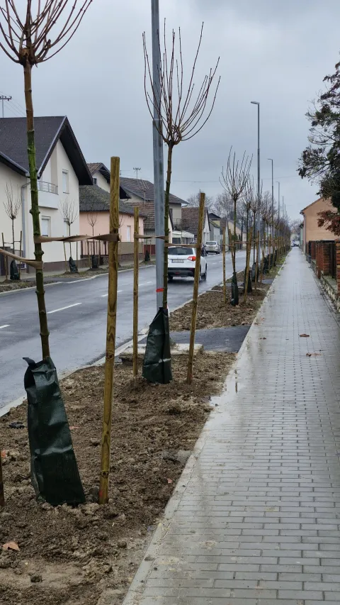 Drvored u ulici Vladimira Nazora - kuglasti javori