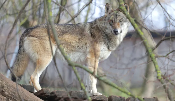 Osijek, 08. 01. 2025., ZOO vrt, zima, zimska &scaron;etnja, južina u ZOO vrtu, vukSNIMIO BRUNO JOBST