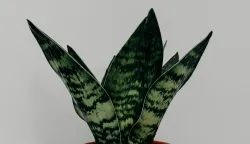 sanseveria biljka