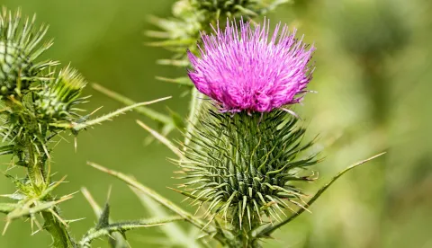 čičak, Silybum marianum